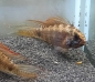 Preview: Breitbinden Zwergbuntbarsch,hochflossig, Apistogramma piaroa